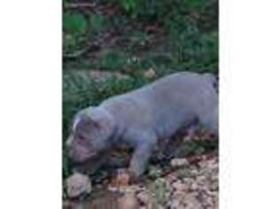 Olde English Bulldogge Puppy for sale in Hohenwald, TN, USA