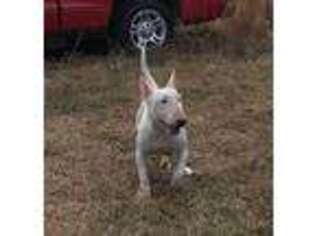 Bull Terrier Puppy for sale in Crane Hill, AL, USA