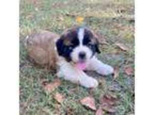 Saint Bernard Puppy for sale in Albany, GA, USA