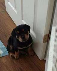 Rottweiler Puppy for sale in Olean, NY, USA