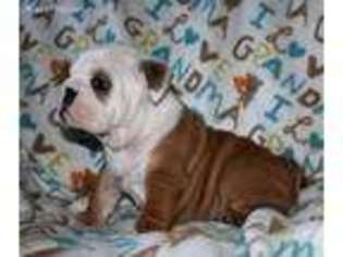 Bulldog Puppy for sale in Eagle Point, OR, USA