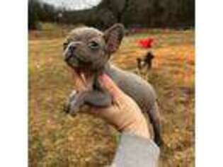 French Bulldog Puppy for sale in Berryville, AR, USA