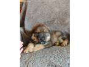 German Shepherd Dog Puppy for sale in Savannah, MO, USA