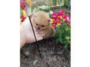 Pomeranian Puppy for sale in Angleton, TX, USA