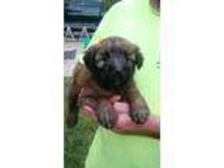 Soft Coated Wheaten Terrier Puppy for sale in Heltonville, IN, USA