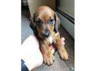 Dachshund Puppy for sale in Saratoga Springs, NY, USA