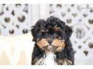 Shih-Poo Puppy for sale in Columbus, OH, USA