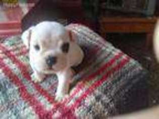 Bulldog Puppy for sale in Deep Run, NC, USA