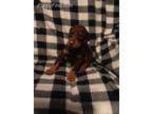 Doberman Pinscher Puppy for sale in Pasadena, TX, USA