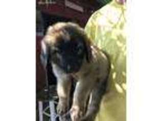 Leonberger Puppy for sale in Nashua, NH, USA