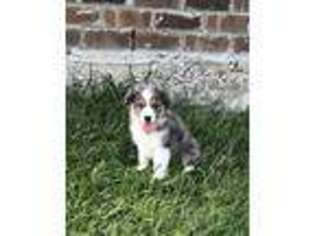 Miniature Australian Shepherd Puppy for sale in Denham Springs, LA, USA