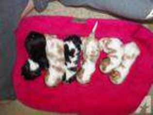 Cavalier King Charles Spaniel Puppy for sale in VINCENNES, IN, USA