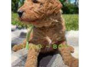 Goldendoodle Puppy for sale in Cleveland, TN, USA