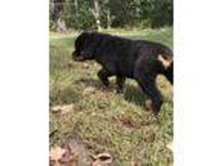 Rottweiler Puppy for sale in Dennard, AR, USA