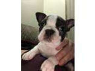 Boston Terrier Puppy for sale in Canal Fulton, OH, USA