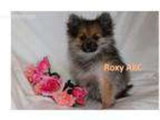 Pomeranian Puppy for sale in Platte City, MO, USA