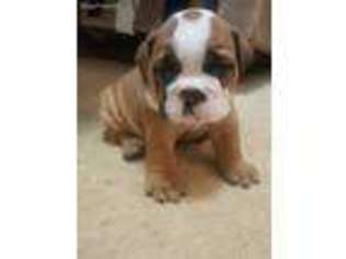 Bulldog Puppy for sale in Elkins, AR, USA