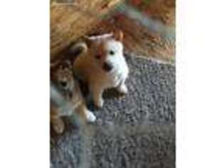 Shiba Inu Puppy for sale in Doon, IA, USA