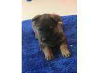 German Shepherd Dog Puppy for sale in Florence, CO, USA