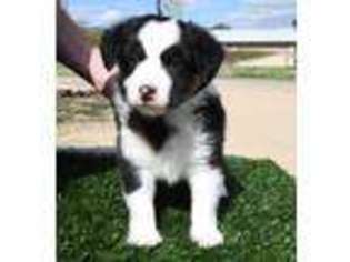 Miniature Australian Shepherd Puppy for sale in Phoenix, AZ, USA