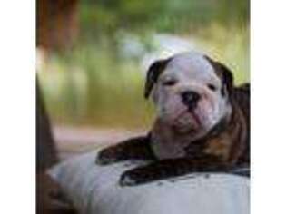 Olde English Bulldogge Puppy for sale in South Lake Tahoe, CA, USA