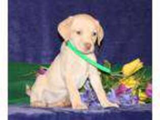 Labrador Retriever Puppy for sale in Reading, PA, USA
