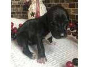 Great Dane Puppy for sale in Walland, TN, USA