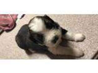 Bernese Mountain Dog Puppy for sale in Lima, OH, USA