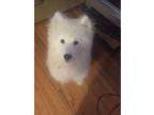 Samoyed Puppy for sale in Chapel Hill, NC, USA