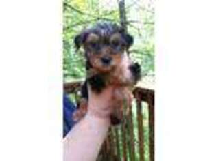 Yorkshire Terrier Puppy for sale in Vonore, TN, USA