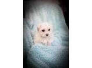 Maltese Puppy for sale in Newaygo, MI, USA