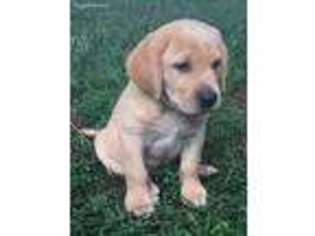 Labrador Retriever Puppy for sale in Goshen, IN, USA