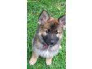 German Shepherd Dog Puppy for sale in Champaign, IL, USA