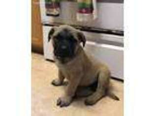 Mastiff Puppy for sale in Buffalo, MO, USA