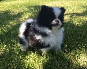 Pomeranian Puppy for sale in Portage, UT, USA