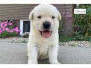 Labrador Retriever Puppy for sale in Evansville, IN, USA