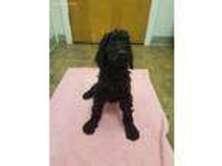 Mutt Puppy for sale in Thorndale, PA, USA