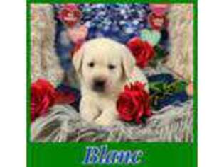 Labrador Retriever Puppy for sale in Montgomery, TX, USA