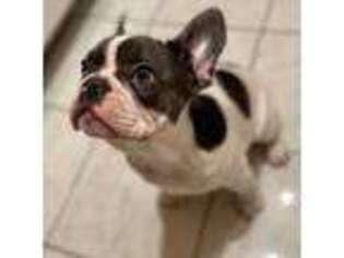 French Bulldog Puppy for sale in Castaic, CA, USA