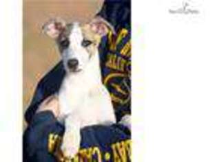 Whippet Puppy for sale in Fort Worth, TX, USA