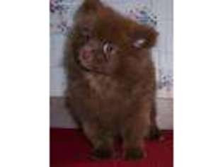 Pomeranian Puppy for sale in Puyallup, WA, USA