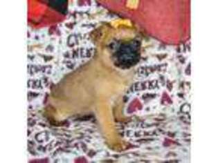 Brussels Griffon Puppy for sale in Grovespring, MO, USA