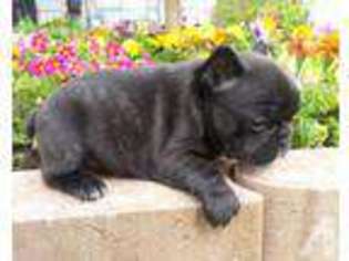 French Bulldog Puppy for sale in SULLIVAN, MO, USA