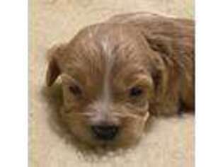 Cavapoo Puppy for sale in Bozeman, MT, USA