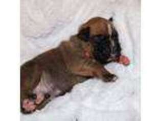 Boxer Puppy for sale in Johns Island, SC, USA