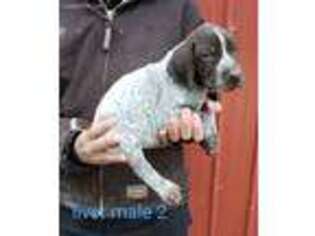 German Shorthaired Pointer Puppy for sale in Bradford, OH, USA