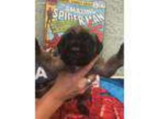 Mastiff Puppy for sale in Hollister, CA, USA