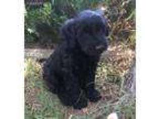 Portuguese Water Dog Puppy for sale in Fleming, CO, USA