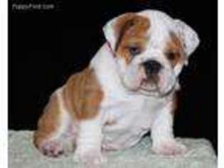 Bulldog Puppy for sale in Butler, IN, USA