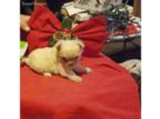 Chorkie Puppy for sale in Columbia, MO, USA